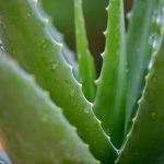 aloe vera to prevent hair loss