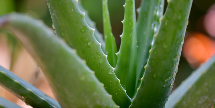 aloe vera to prevent hair loss