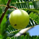 indian gooseberry natural blood purifier
