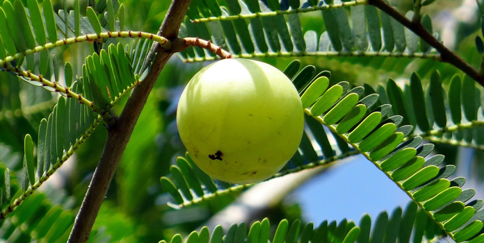 indian gooseberry natural blood purifier