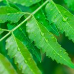 use neem to prevent vaginal smell