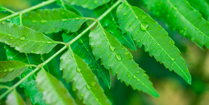 use neem to prevent vaginal smell